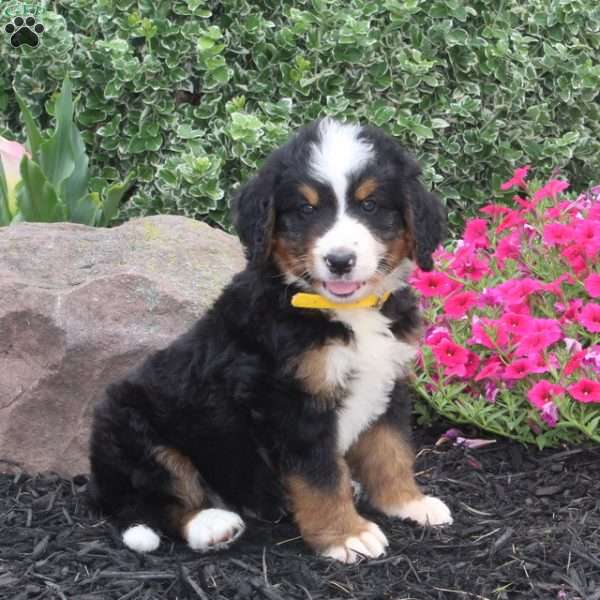 Biker, Bernedoodle Puppy